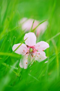 Pale Pink Blossom in Grass