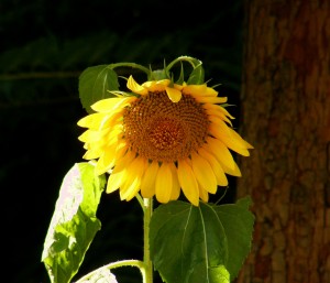 The Sad Sunflower