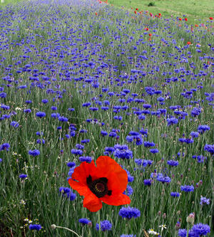 Sapessi com’è strano… un campo di fiordalisi a Milano!