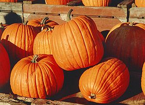Pumpkins, photographed in Canada.