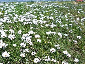 English: rain flowers