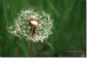 Dandelion