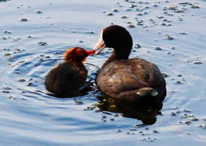 Mud Hen or American Coot (Fulica americana) feeding her baby