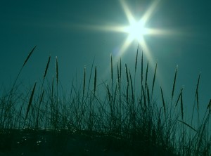 Starburst and Beach Grass On Turquoise free creative commons