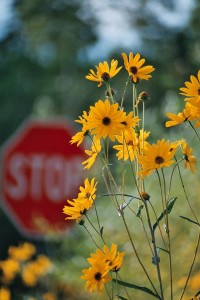 Stop!  in the name of bokeh... before you break my wallet