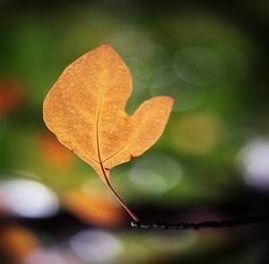 Michigan leaf