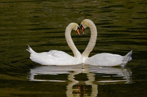 Cygnes tuberculés,le classique