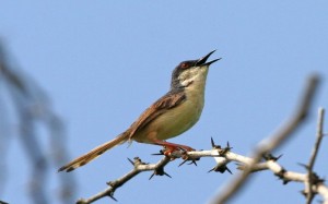 Ashy Prinia (Prinia socialis)