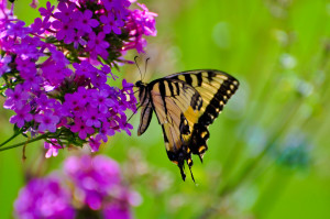 Outdoor Flower Gardens