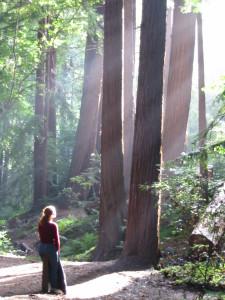 Redwoods